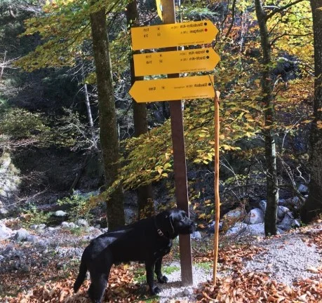 Wandern mit Hund